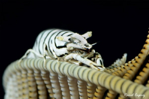 Commensal shrimp (Perriclimenes sp.) by Raoul Caprez 